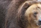 Відкриття полювання на ведмедя і як вони прокидаються Коли прокидається ведмідь навесні