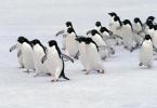 Antarktyda: zwierzęta żyjące na lodowym kontynencie Antarktyda: zwierzęta z rodziny fok